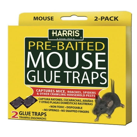 <C> 2pk MOUSE GLUE TRAP